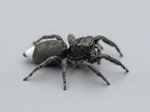 White-tailed Spiders
