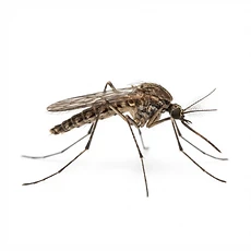 Mosquitoes pest control Newcastle