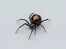 Redback Spiders