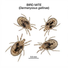 Bird Mites pest control Newcastle