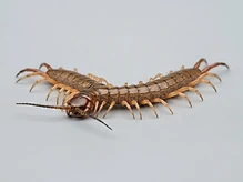 Centipedes