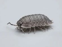 Slaters/Woodlice