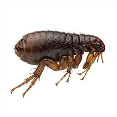 Fleas pest control Newcastle