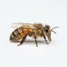 Bees pest control Newcastle