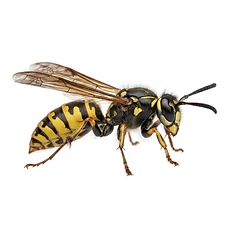 Wasps pest control Newcastle