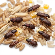 Stored Product Pests pest control Newcastle