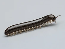 Millipedes