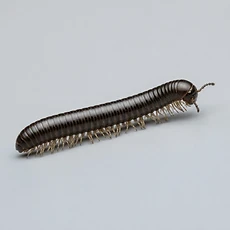 Millipedes pest control Newcastle