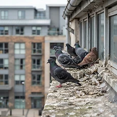Bird Control pest control Newcastle