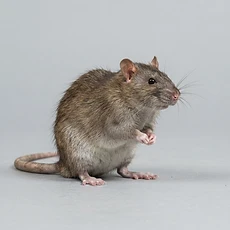 Rats & Mice pest control Newcastle