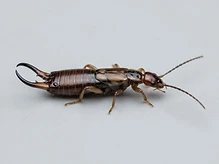 Earwigs