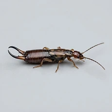Earwigs pest control Newcastle