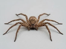 Huntsman Spiders