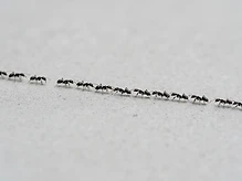 Ants (internal coverage only)