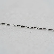 Ants pest control Newcastle