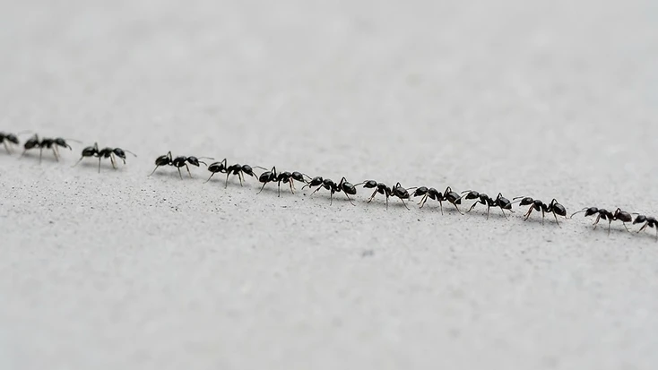 10 Things Homeowners Can Do to Reduce Pest Risk