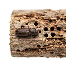Timber Borers pest control Newcastle