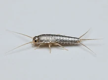 Silverfish