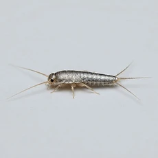 Silverfish pest control Newcastle