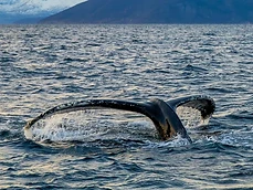 Whale Adventure