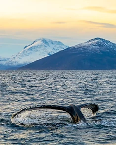 Private Whale Watching