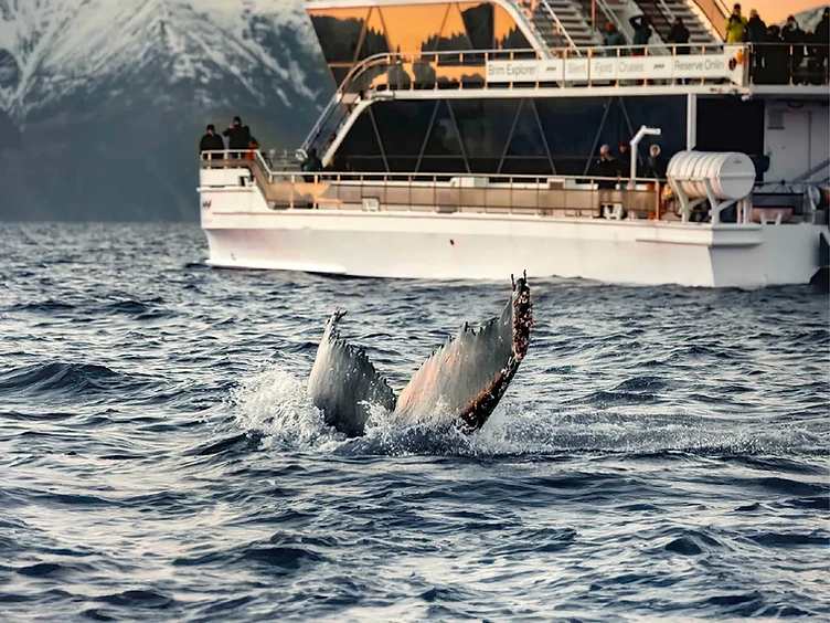 Whale Watching