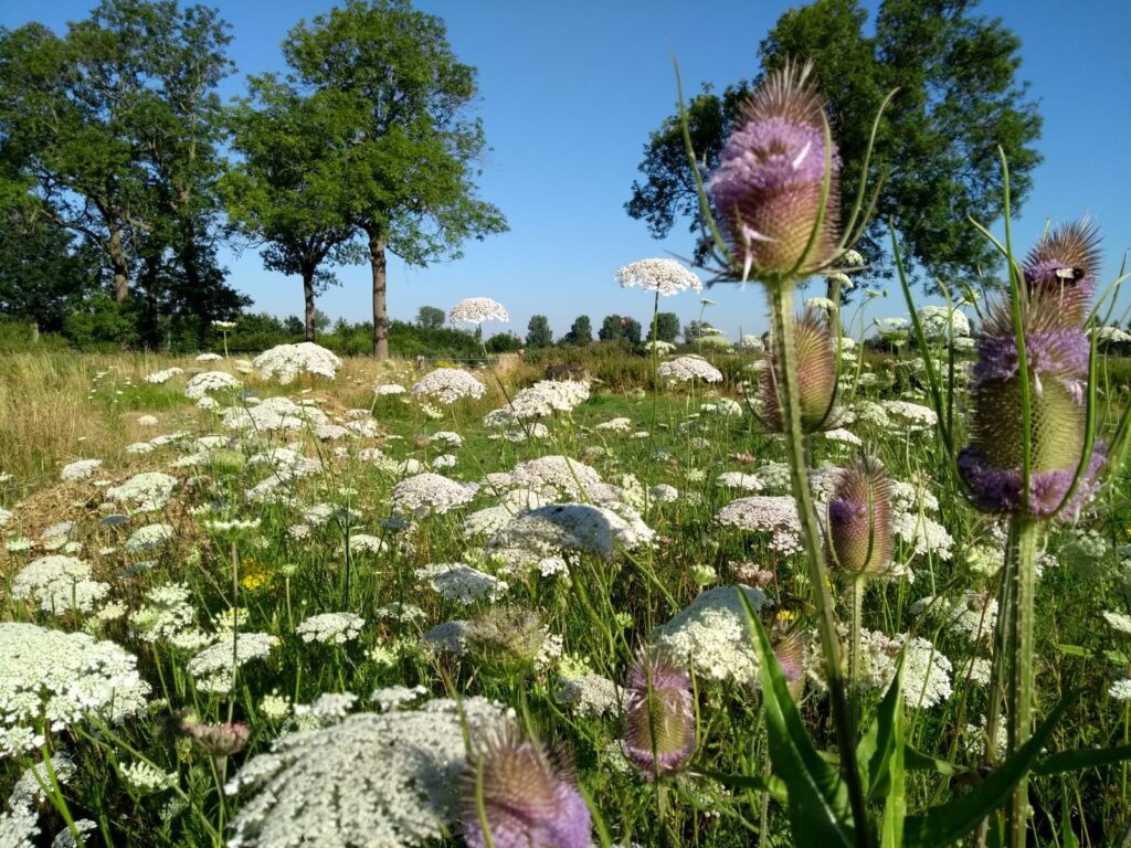Bloemdijken bij Nisse