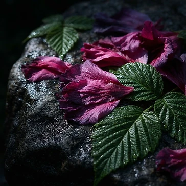 Raspberry Hibiscus