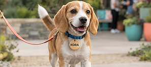 Cachorro de coleira na rua, pronto para um passeio