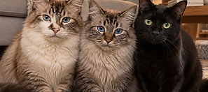 Três gatos sentados juntos em casa