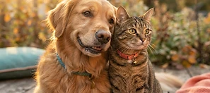Cachorro e gato em luz dourada
