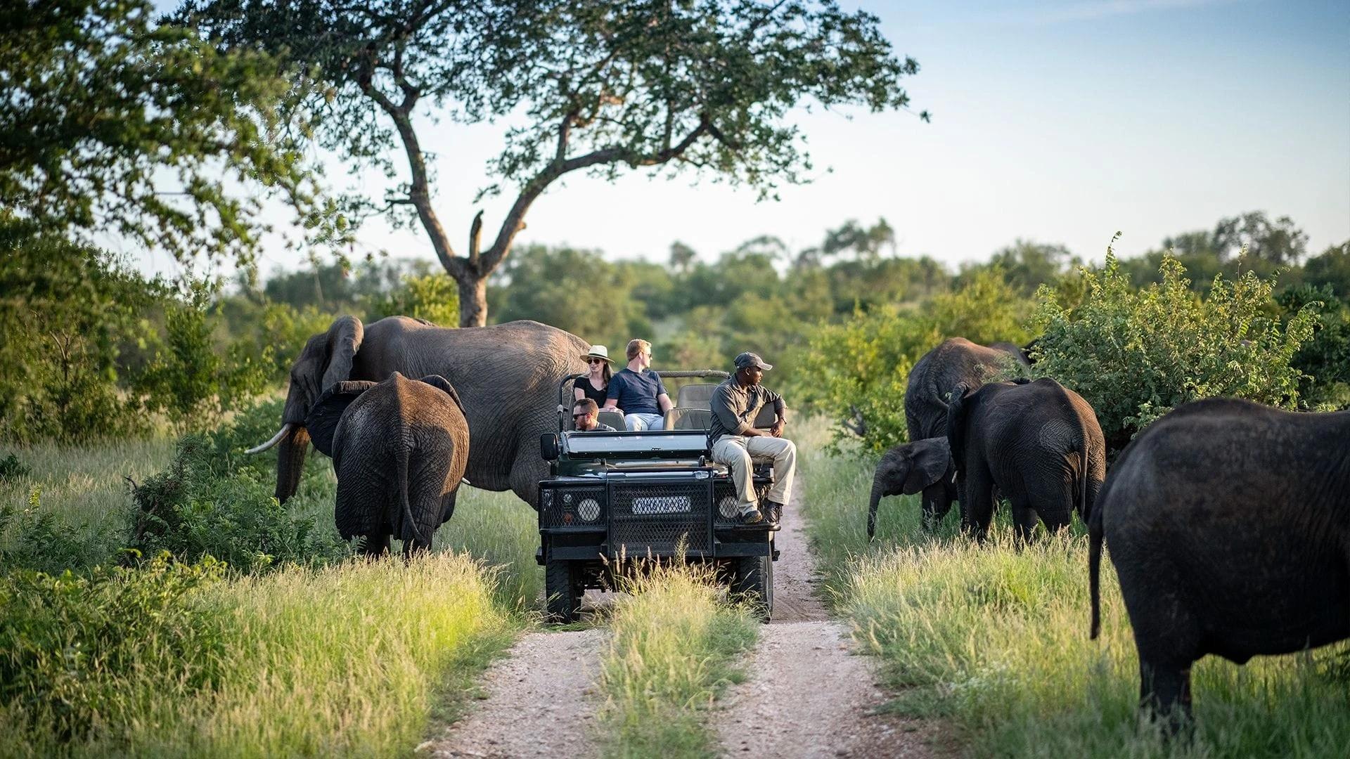 Close encounter with a breeding herd of elephants