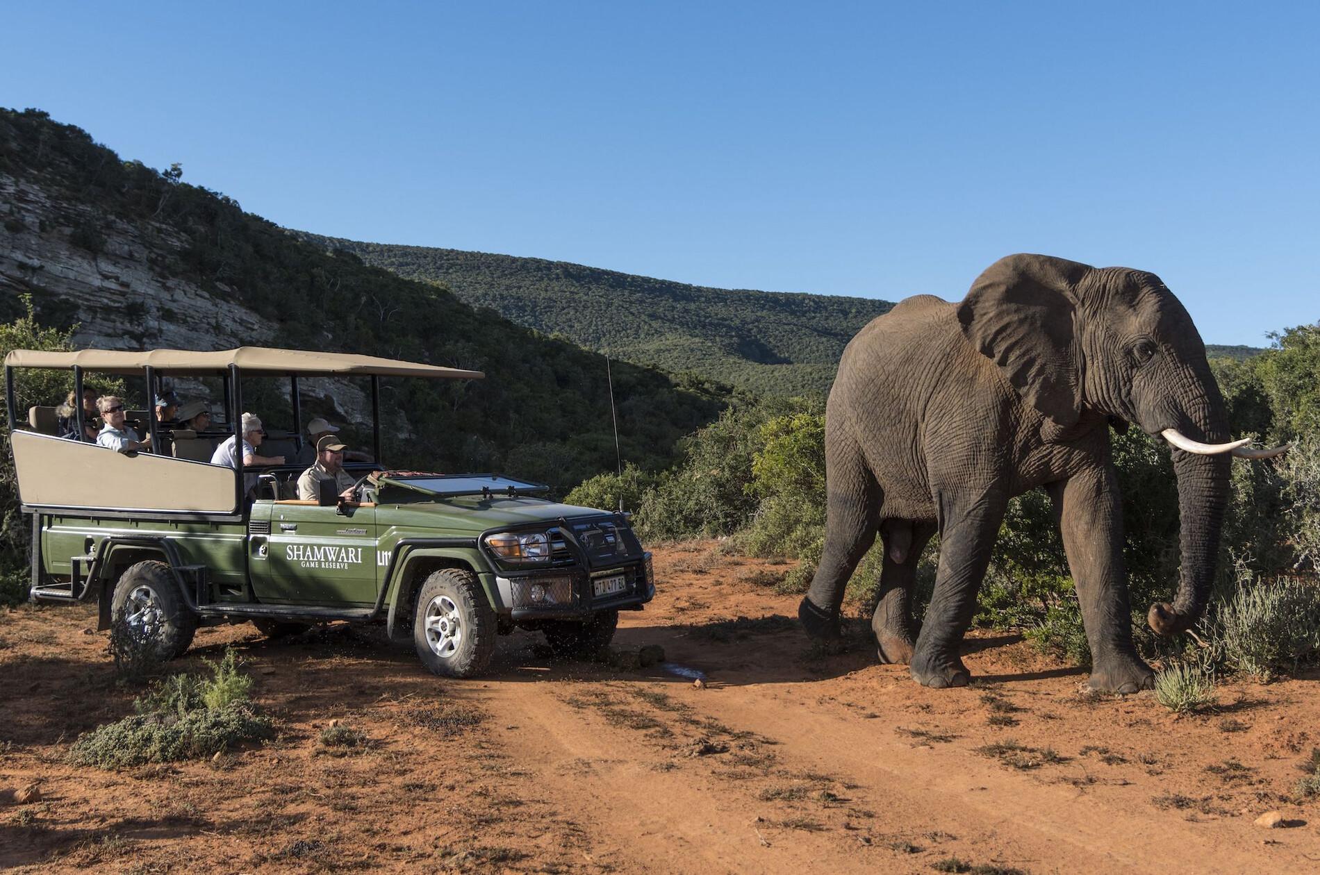 Shamwari game drive — tusked bull on the red-earth track
