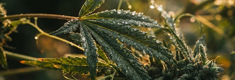 Cannabis Medicinal