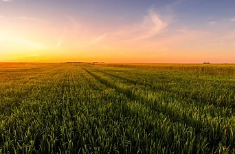 Agriculture