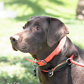 A recent image of the Premier Pet Travel team