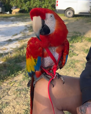 Mascota viajera de Premier Pet Travel 1