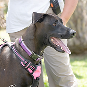 The Premier Pet Travel team in a recent post