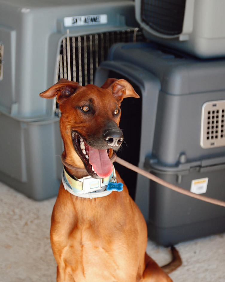 A real pet cared for by Premier Pet Travel