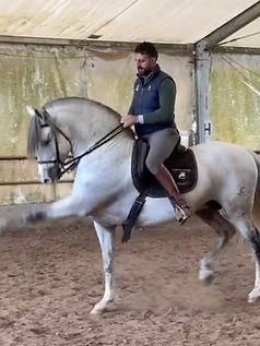 Demetrios — grey offspring performing in the arena