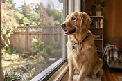 Pet-Friendly Window and Door Screens