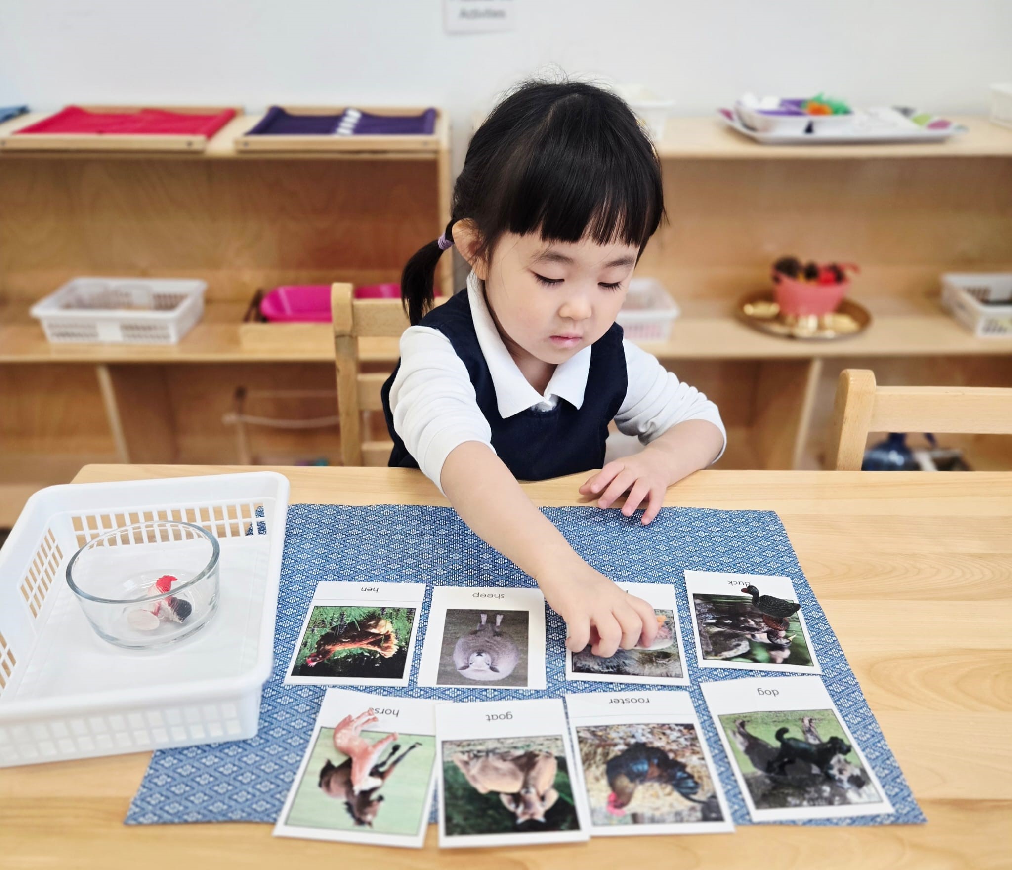 Child sorting animal cards on a mat in a Montessori classroom