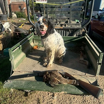 Setter in the UTV