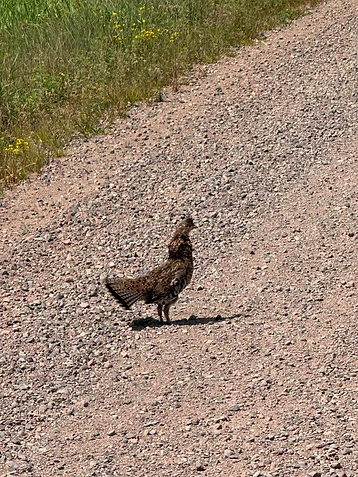 A wild bird on the road