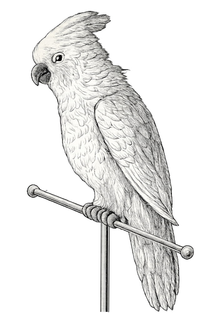The Great American Tea Company's Cockatoo, 1856 heritage engraving.