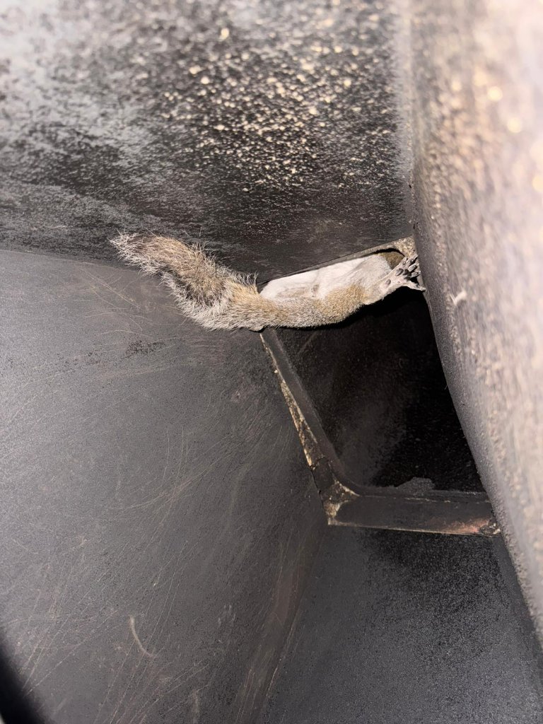 A squirrel inside a chimney flue before removal.