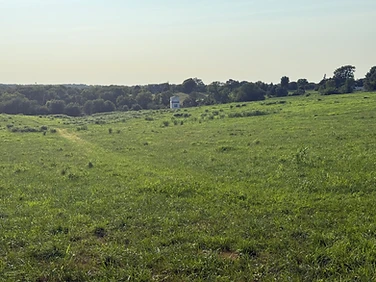 Cleared pasture and tree line after brush work