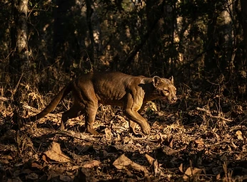 Kirindy Carnivore Tracking