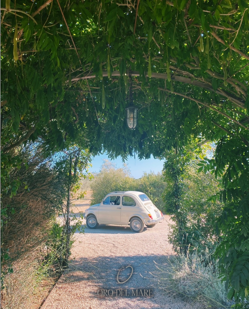 A vintage Fiat 500 on a path through the Capalbio olive groves