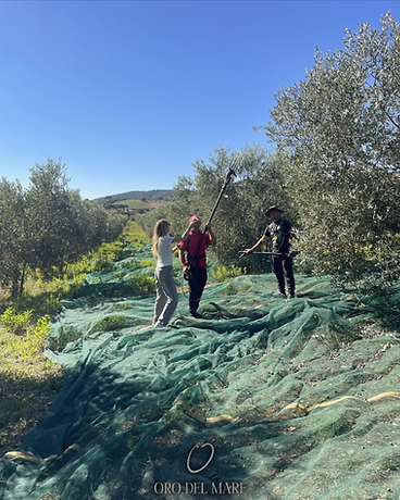 Hand-harvesting olives with poles